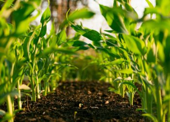 Endeavour (EXK) Poised to Double Output With Kolpa and Terronera Expansion